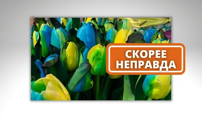 Новые сорта тюльпанов и нарциссов
