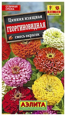Циния - Рассада однолетних цветов - Каталог - SlavUsadba.ru
