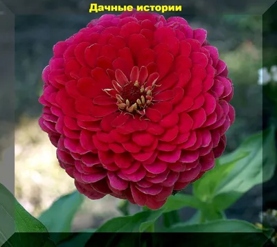 Циния. Грунт, выращивание, виды, сорта и фото композиций