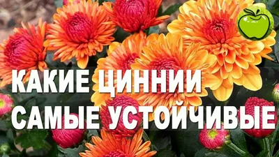 Цинния - «Первая зацвела в космосе. Зацветет и у вас! Лучшие сорта цинний.  Уход и агротехника. » | отзывы