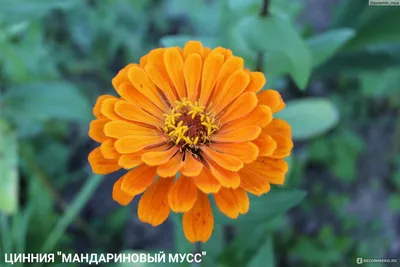 Цинния Крупноцветковая смесь сортов однолетник 0,3гр ЦП 00-00572767 Аэлита  — купить в Вологде в СтройОптТорг: выбирайте в каталоге с ценами,  характеристиками, фото.