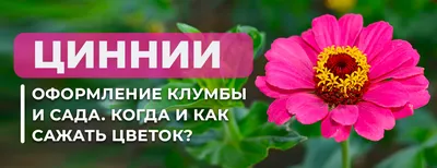 Цинния. | Обо Vсём и понемногу. ZOV | Дзен