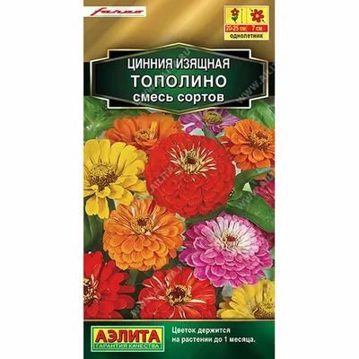 Майоры — цветы, которые радуют глаз и не требуют больших хлопот — Soncesad  Майоры — цветы, которые радуют глаз и не требуют больших хлопот — Soncesad