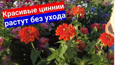 Семена цинния Гавриш Лаванда 1 уп. - отзывы покупателей на Мегамаркет