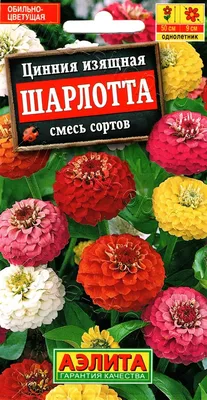 Выращивание циннии из семян и через рассаду. Посадка и уход за циннией.