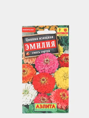 Циннии, за которыми не надо ухаживать. Описание самых красивых сортов цинии  - YouTube