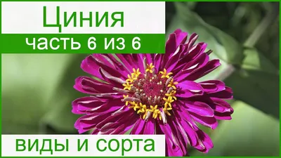 Семена цветов Циния низкорослая Поиск Фея смесь окрасок 0,1 г — цена в  Стерлитамаке, купить в интернет-магазине, характеристики и отзывы, фото