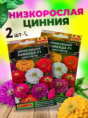 Цинния