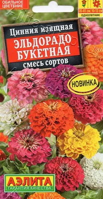 Цинния - «♥♧Такая разная циния! Фото многих оттенков этого прекрасного  цветка.♧♥» | отзывы