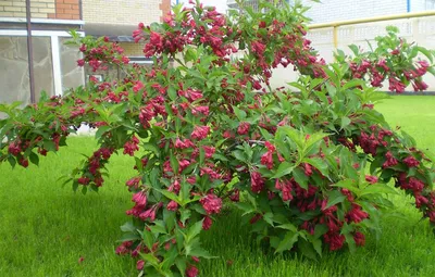 Вейгела гибридная, Weigela hybrida