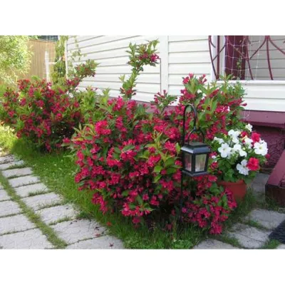 Вейгела розовая — Зеленый Сад - Уральский плодопитомник