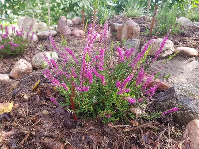 Вереск обыкновенный Calluna vulgaris