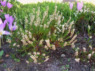 Вереск обыкновенный \"Пинк Беттина\" Calluna vulgaris \"Pink Bettina\"