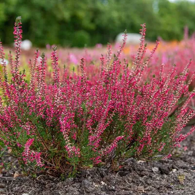 Вереск обыкновенный – Calluna vulgaris L. Hull | Отдел «Ботанические  экспозиции»