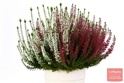 Calluna vulgaris 'Martina', Вереск обыкновенный 'Мартина'