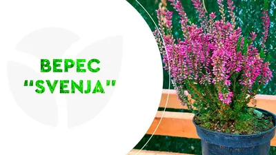 Вереск обыкновенный Calluna vulgaris