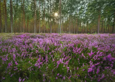 Лучшие сорта вереска: самые красивые из самых красивых