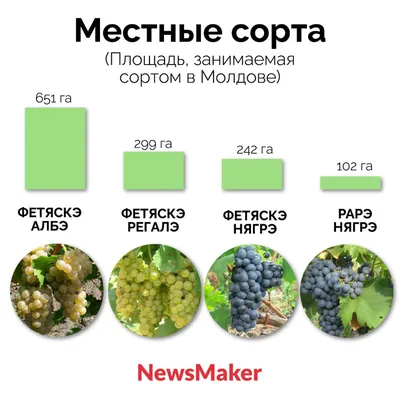 Что у вас, молдаван, есть?» Какие местные молдавские сорта вин покорили мир  - NewsMaker