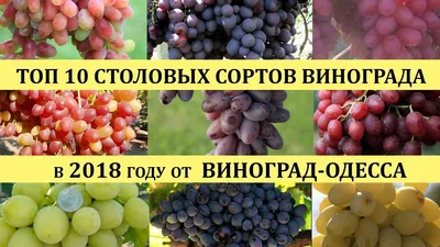 ТОП 10 ЛУЧШИХ СОРТОВ ВИНОГРАДА 2018 года(Top of the best grapes in 2018),  лучшие сорта винограда - YouTube