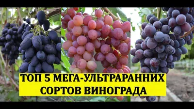 ТОП 5 МЕГА УЛЬТРАРАННИХ СОРТОВ ВИНОГРАДА! Виноградник без обработок -  YouTube