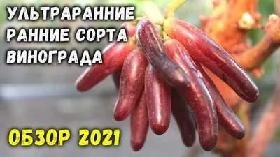 Какие сорта винограда подходят для климата Волгоградской области -  Волга-медиа