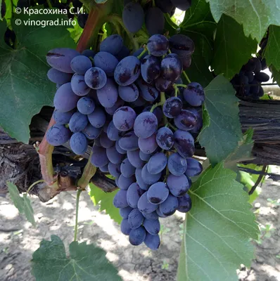 Overview of ultra-early and early grape varieties - YouTube