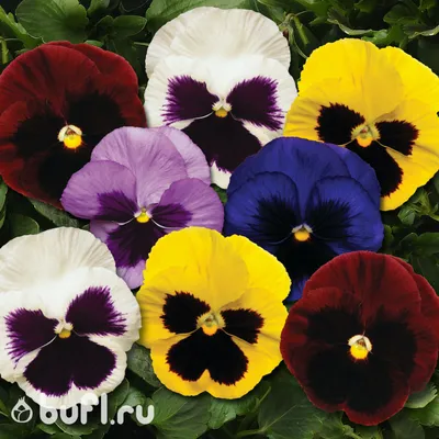 Виола рогатая (Viola cornuta)