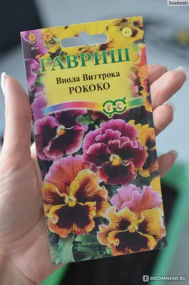 Виолы, анютины глазки Гавриш Цветы - купить по выгодным ценам в  интернет-магазине OZON (875002051)