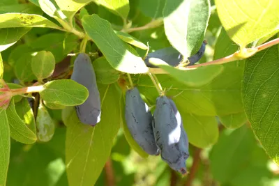 Виола сорта Viola williamsii оттенки…» — создано в Шедевруме