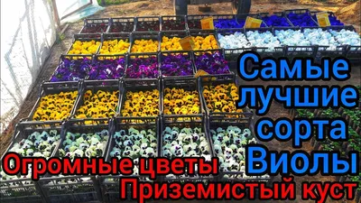 Лучшие сорта Виолы на сезон 2022/ ДАЖЕ СОБРАННЫЕ СЕМЕНА ИЗ ЭТИХ СОРТОВ,  ЛУЧШЕ ЧЕМ МНОГИЕ проф.семена - YouTube