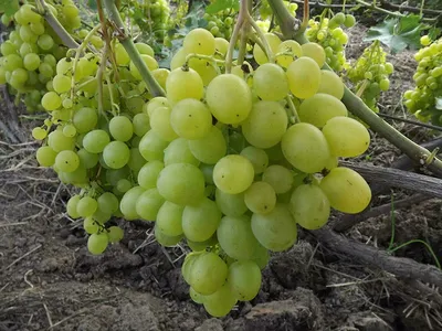 Купить Вино из винограда Семильон, Семийон (Semillon)