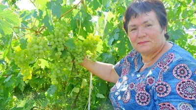 Свежая Куча Зеленого Белого Сорта Винограда Значок На Белом Фоне Векторная  Иллюстрация В Плоском Стиле Бесшовный Белый Виноград — стоковая векторная  графика и другие изображения на тему Без людей - iStock