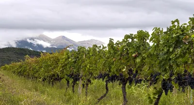 Купить Вино из винограда Пино Гриджио (Pinot Gris)