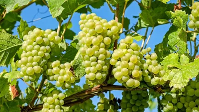 Китайские ученые вывели новые сорта винограда, пригодные для выращивания на  севере страны_Russian.news.cn