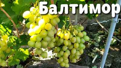 Виноград Восторг зеленый - купить саженцы в Уфе | Рассадный дворик