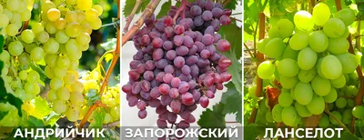 Много сладкого зеленого бессемянного сорта винограда Стоковое Фото -  изображение насчитывающей тип, космос: 166332148