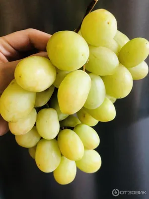 Отзыв о Виноград зеленый Extra Global Seedless Grapes | Зелёный сладкий  и...Без косточек!