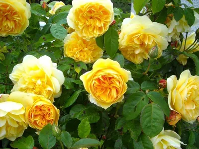 51 желтая кустовая роза 40см | доставка по Москве и области