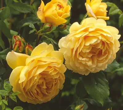 Ярче солнца: желтые сорта роз, которые не выгорают (фото) | Аgro-Мarket24 –  помощник садовода | Дзен