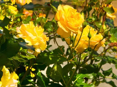 Сорта хороших желтых роз: от спрей до парковых. | Карельские Дачники | Дзен