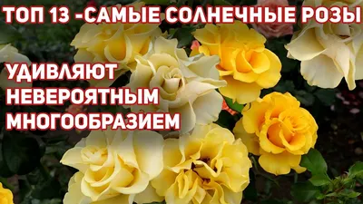 Желтые розы - фото сортов разных групп с названием и описанием