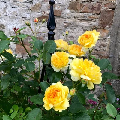 Ярче солнца: желтые сорта роз, которые не выгорают (фото) | Аgro-Мarket24 –  помощник садовода | Дзен