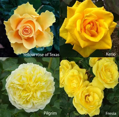 Купить 25 желтых роз сорта Super Sun с оформлением в Томске - доставка  цветов МАКИ