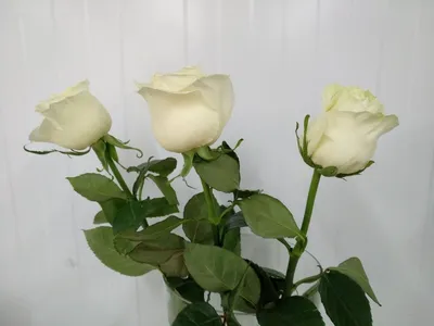 Only Rose — идеальный букет из роз | Купить букет из свежесрезанных желтых  роз «Пенни Лейн»