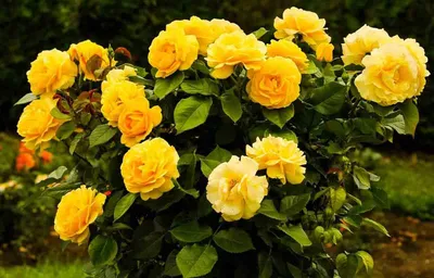 Интересные факты о желтых розах, что значит букет желтых роз