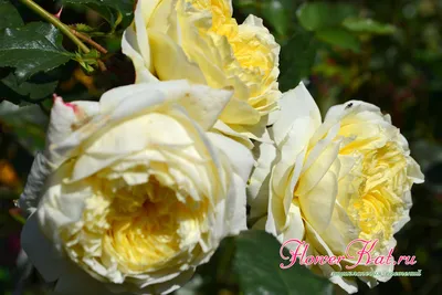 Лучшие срезочные сорта роз. ТОП-10 роз для срезки