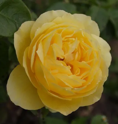 Желтые пионовидные розы Санни Трендсеттер | доставка по Москве и области