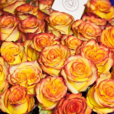 Букет оранжевых роз сорт Вау - купить 21 розу с доставкой по Днепру-  Royal-Flowers Днепр