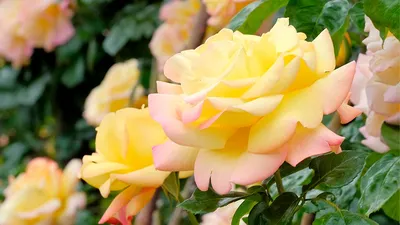 Купить монобукет из 30 белых роз eifloria сорта мондиаль 60 см эквадор с  атласной лентой, цены на Мегамаркет | Артикул: 600004586251