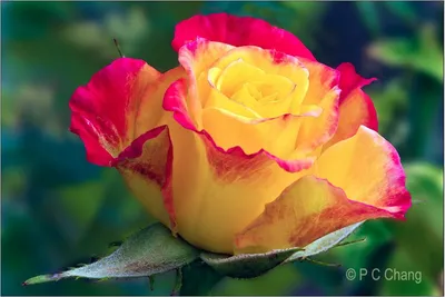 Розы спрей: характеристика спрей роз - АгроМаркет24